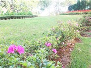 Lâm Đồng: Phát triển nguồn gen cây trồng đường phố